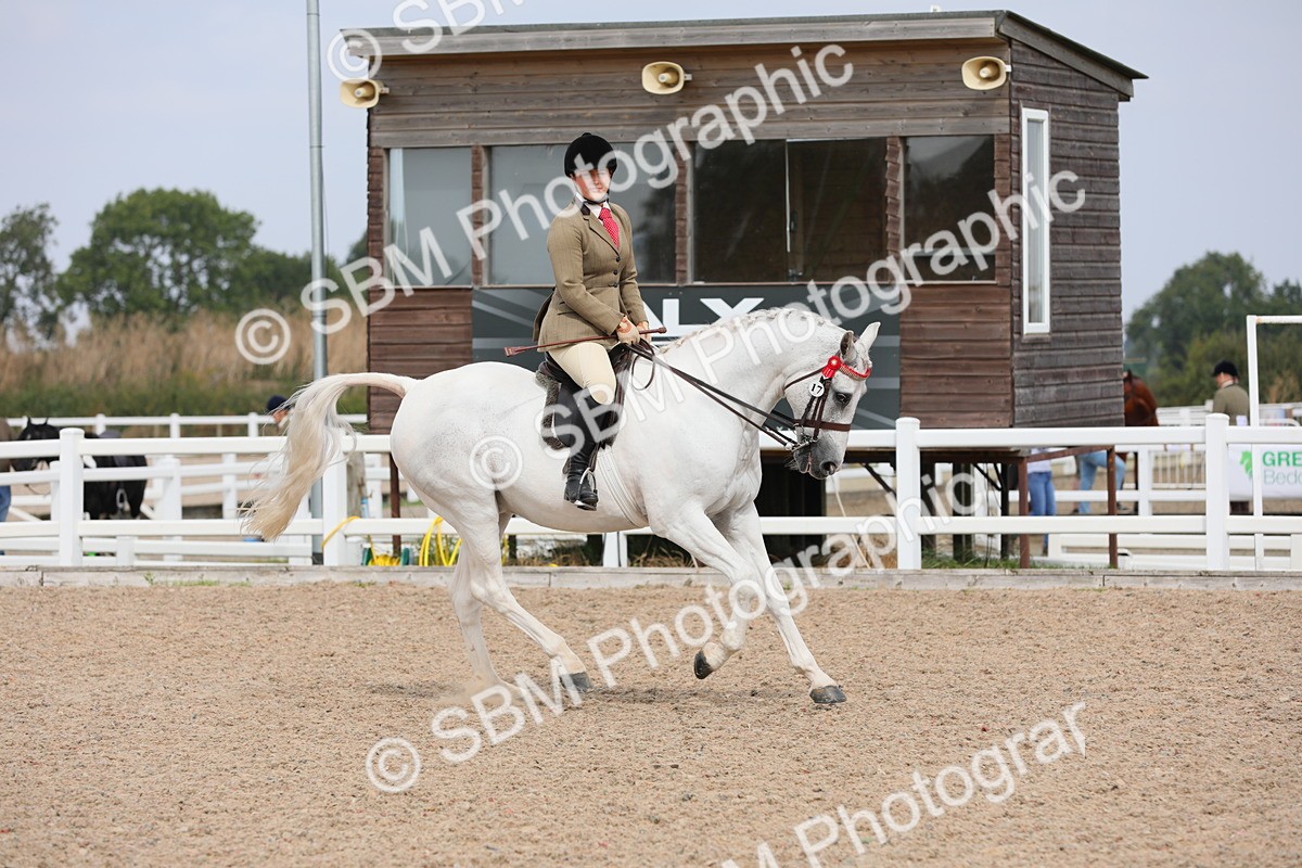 SBM_13409 - Class 308 Ridden Coloured Horse