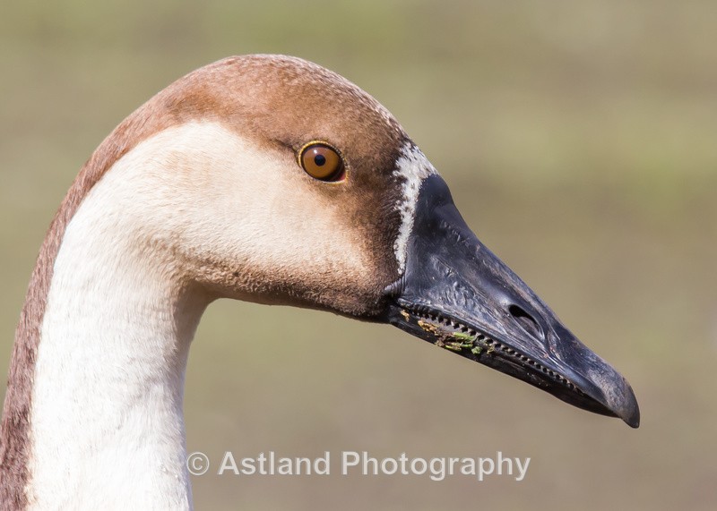 Astland Photography, Bird and Wildlife Images, Susan and Peter Wilson, U.K.