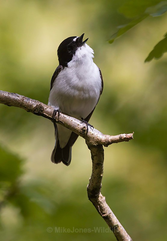 pied flyvatcher 2025 14 - PIED FLYCATCHER