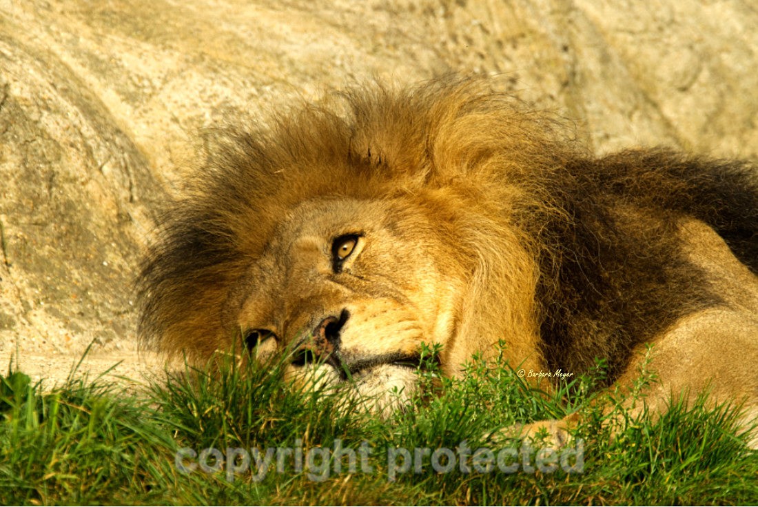 African Lion - Bailey - Big Cats