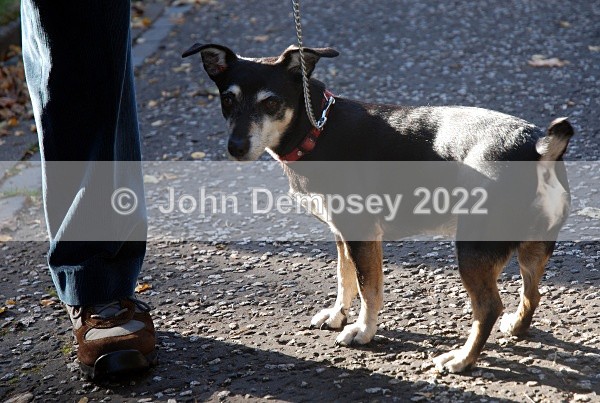 Meg From Alyth - Walking the Dog