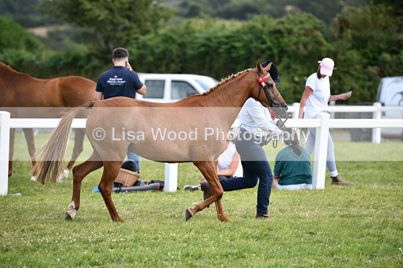 DSC_8463 - Class 69: Pure, Anglo & Part Bred In Hand Arab