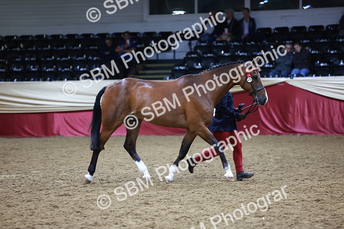SBM_20480 - Class G - IH Large (over 148cm)Champ