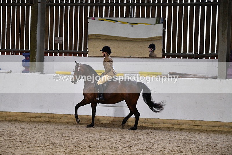 WJ5_8971 - Class 15 Ridden Show Horse