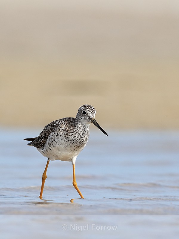 Greater Yellowlegs wading in lagoon, Fort De Soto, Florida - Greater Yellowlegs