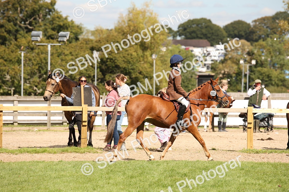 SBM_42268 - S13 - Pony Club Pony