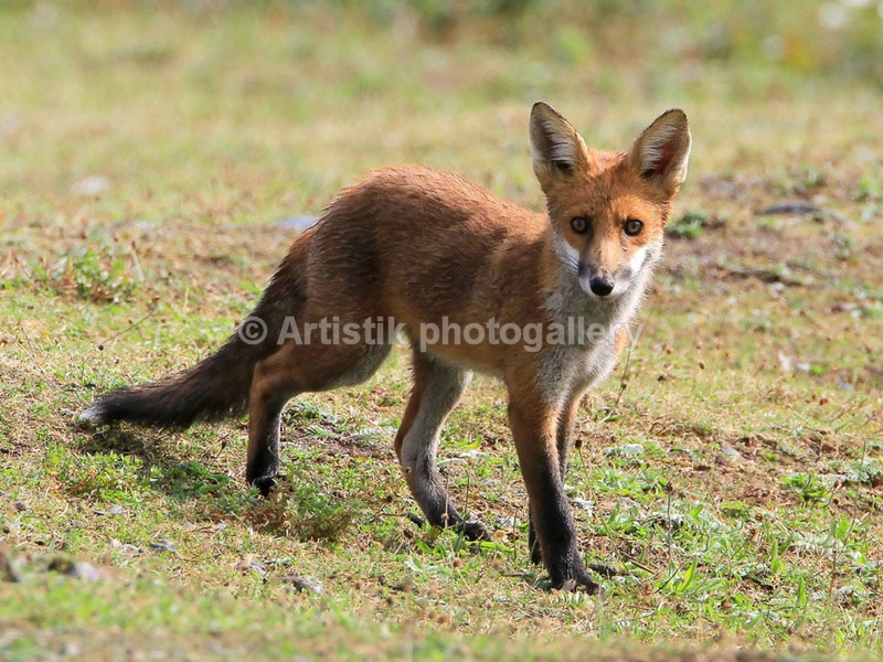  - Wildpiks by Dave O'Shea