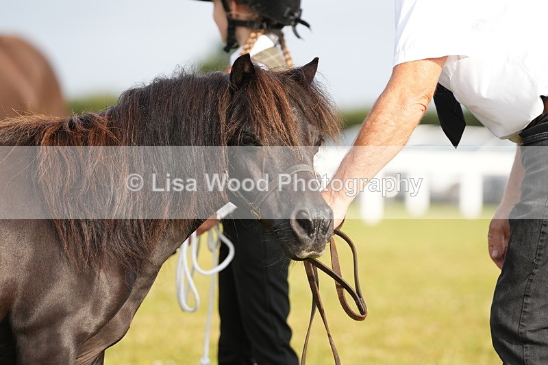 DSC04437 - Classes 44 & 45: NPS M&M Brood Mare and Foal