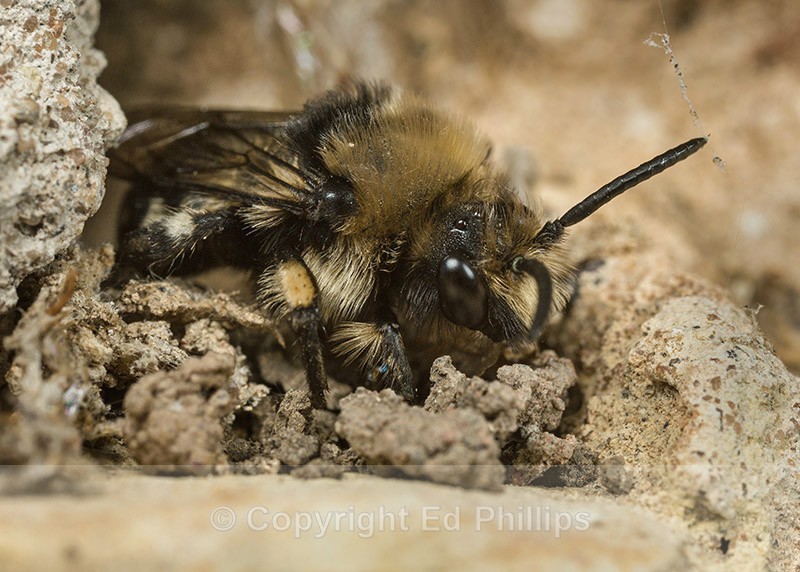 Melecta albifrons (m) - Melecta albifrons