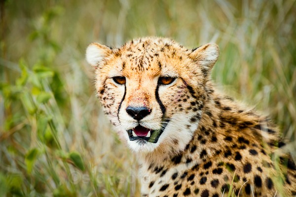 Cheetah, Lewa, Kenya