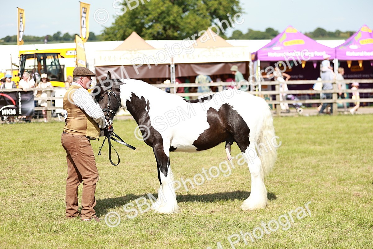 SBM_08637 - Class 63-65 - Traditional Gypsy Cobs In Hand & Ridden