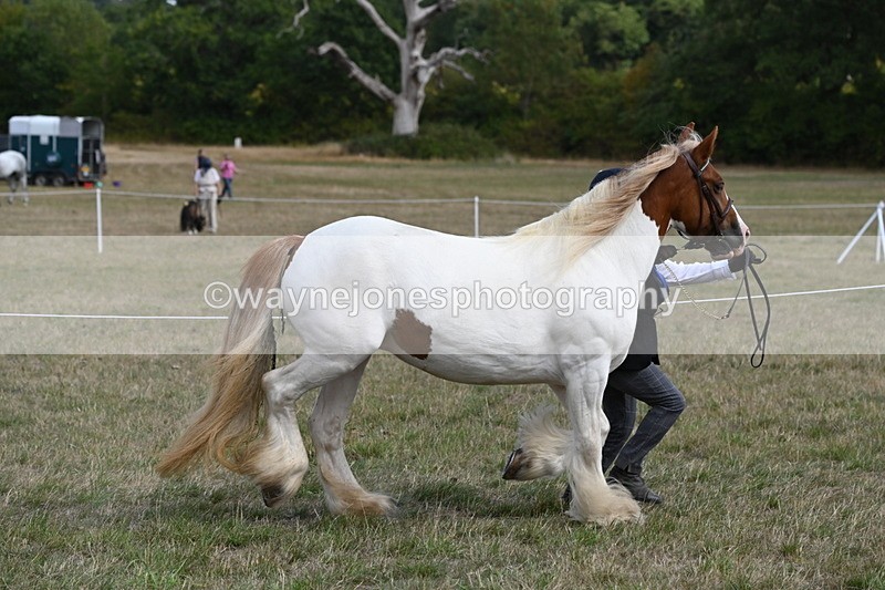 WJ6_6551 - Class 20 In-hand Cob