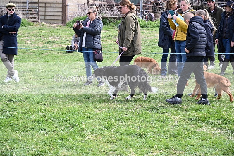 WJ6_8786 - Class 8 Best Working / Gun Dog or Bitch