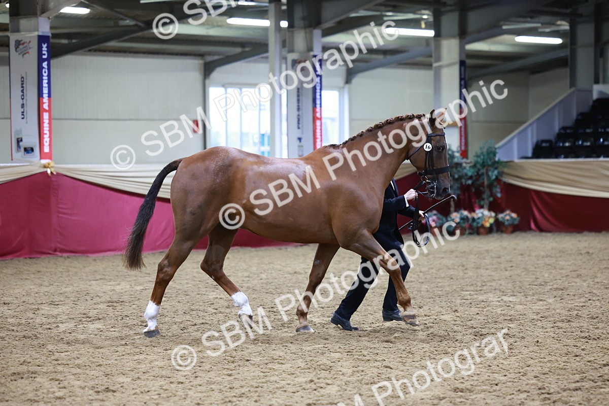 SBM_20483 - Class G - IH Large (over 148cm)Champ