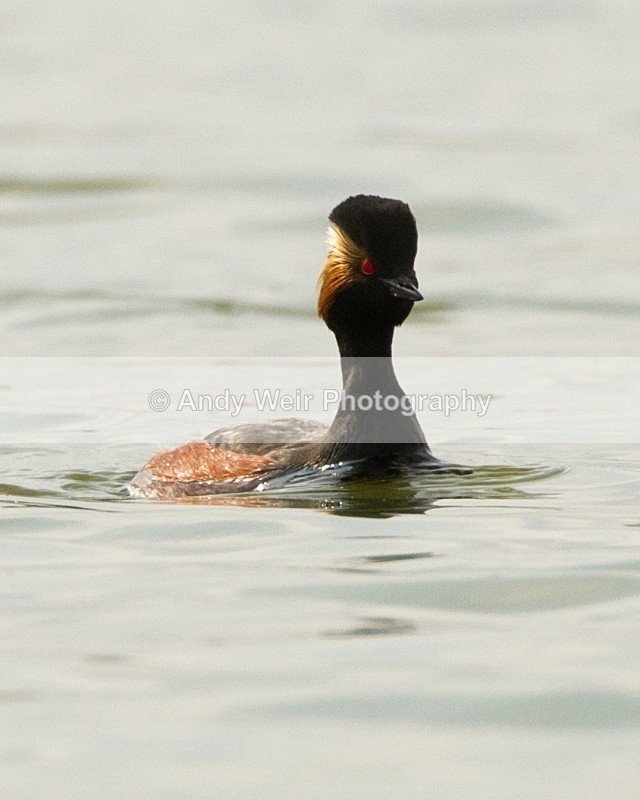 20110416-IMG_3664 - Black-necked Grebe