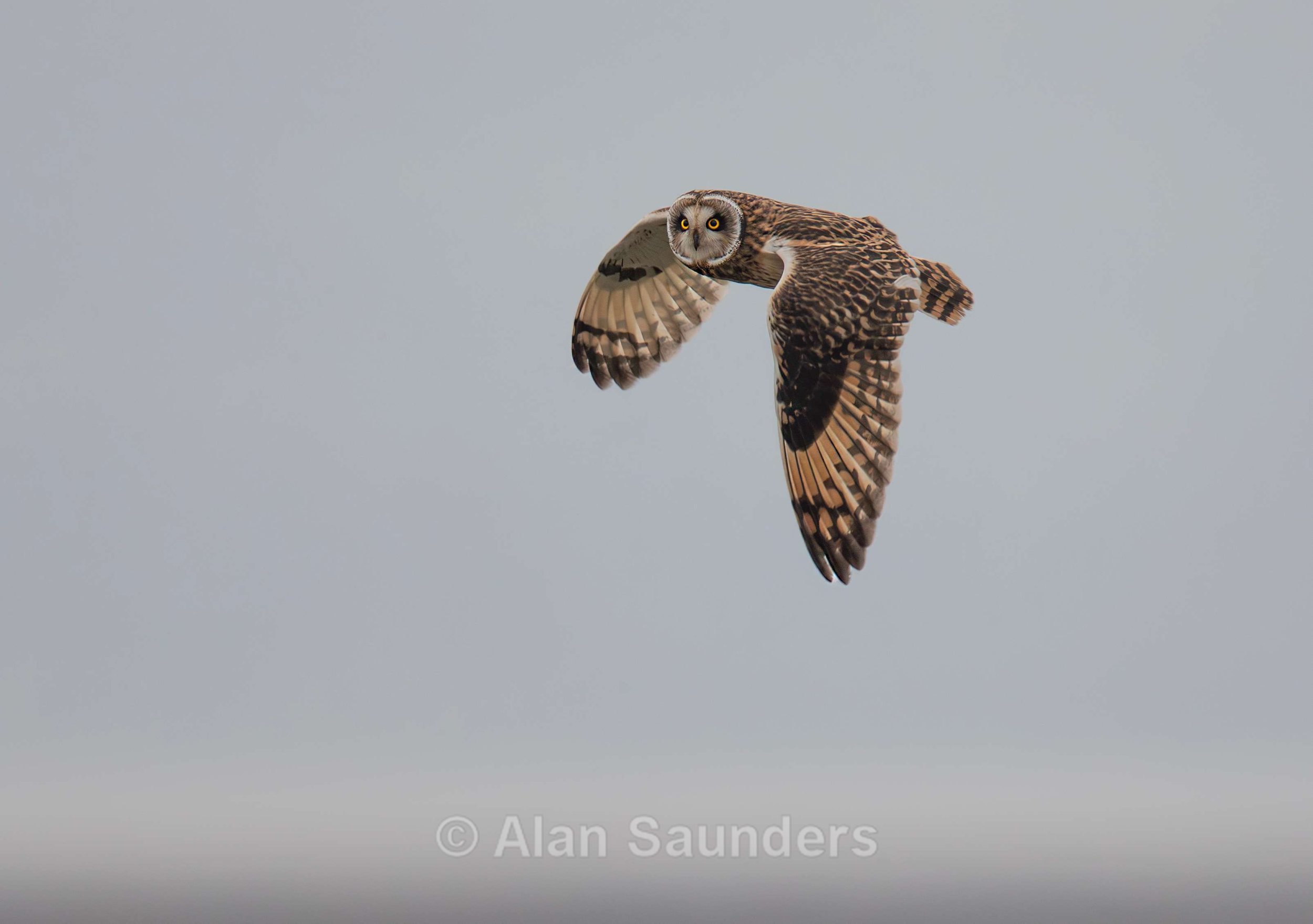 Short Eared Owl