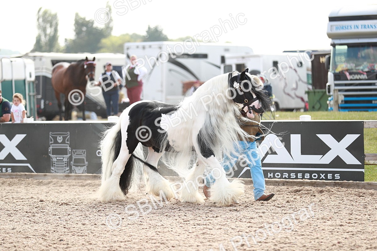 SBM_13881 - Class 209 IH Veteran Pony