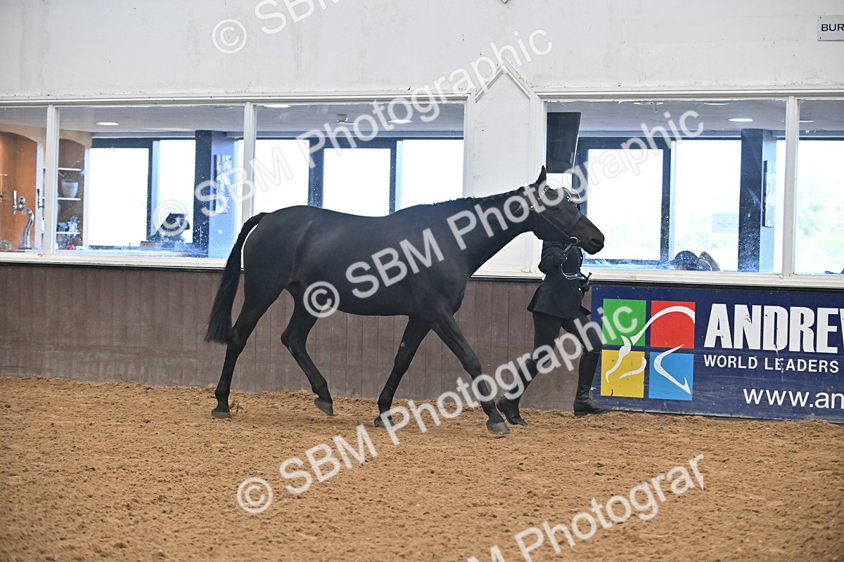 SBM_000076 - Class 4 - BSHA In Hand Show Cob