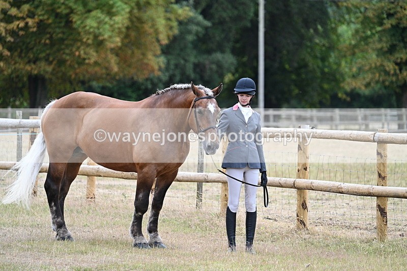 WJ7_8888 - Class 4a Prettiest Mare 14.2hh and over