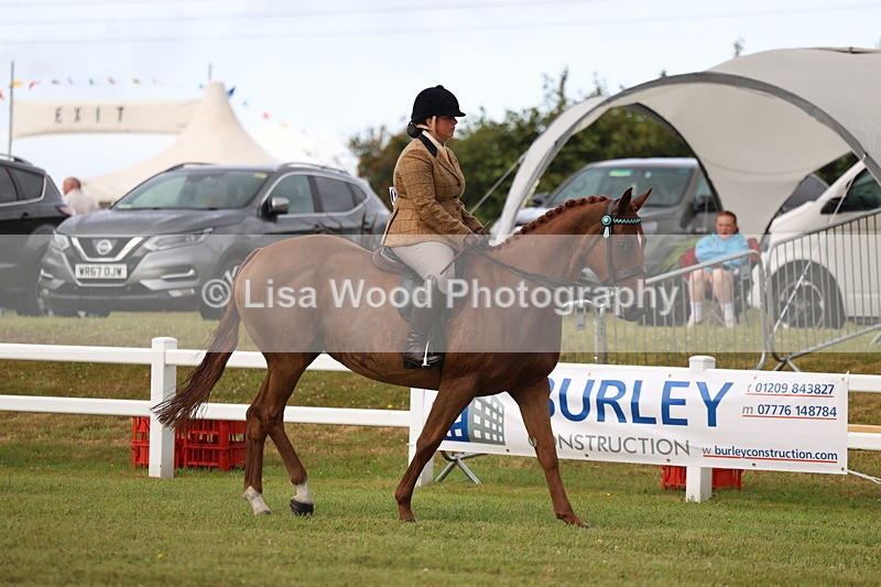 3E7A7968 - Class 2: Rising Star Large Hack/Riding Horse