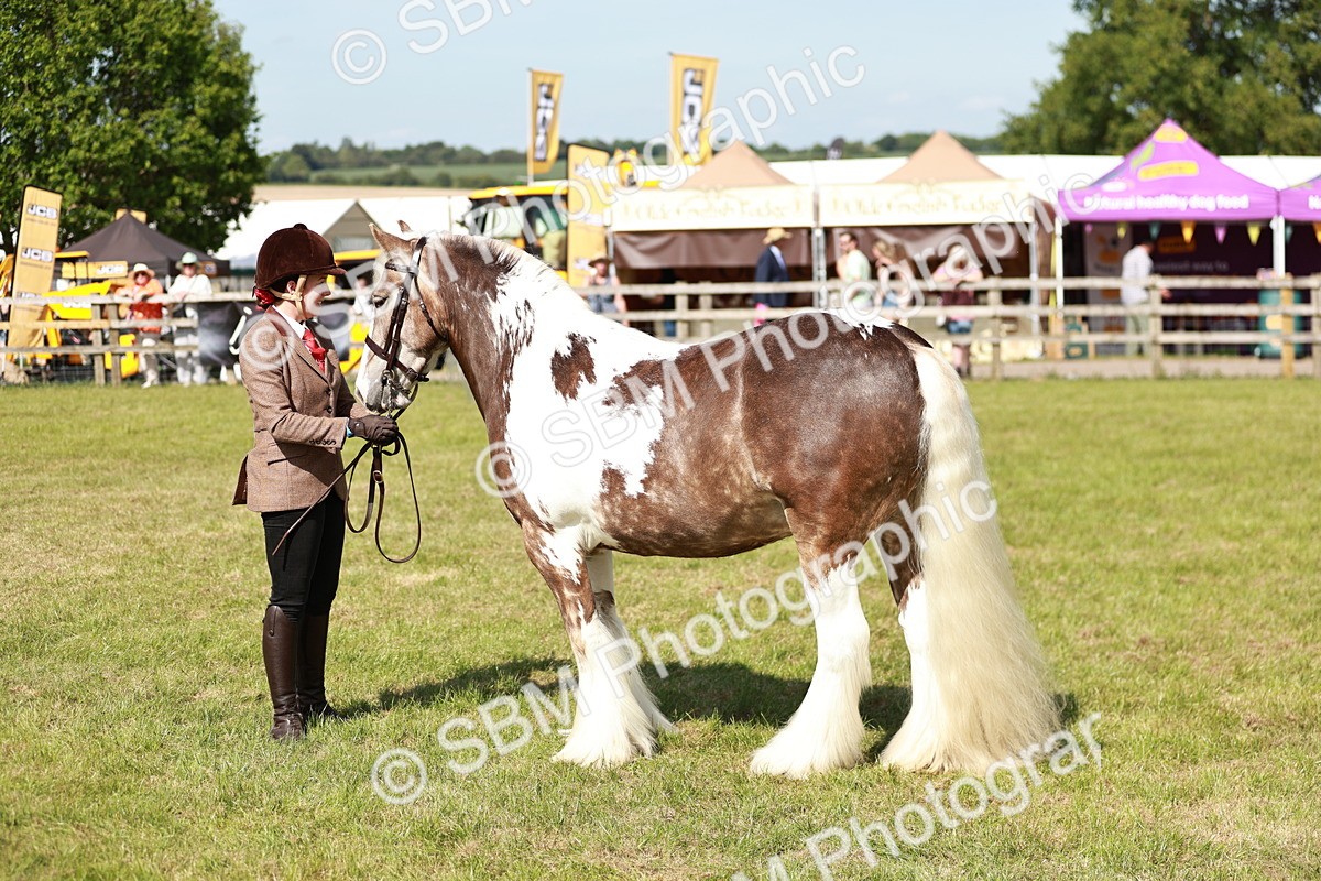 SBM_08833 - Class 63-65 - Traditional Gypsy Cobs In Hand & Ridden