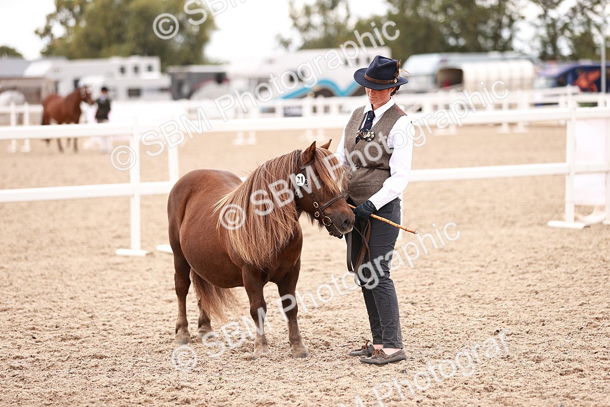 SBM_16929 - Class 415 - Horse-Pony Judge would most like to take home