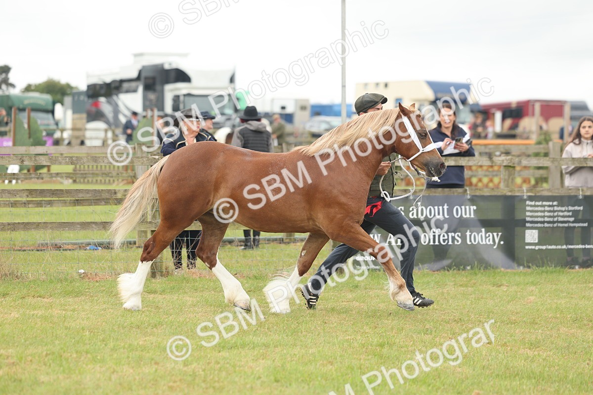 SBM_04964 - Class 50-57 - M&M Welsh Pony In Hand