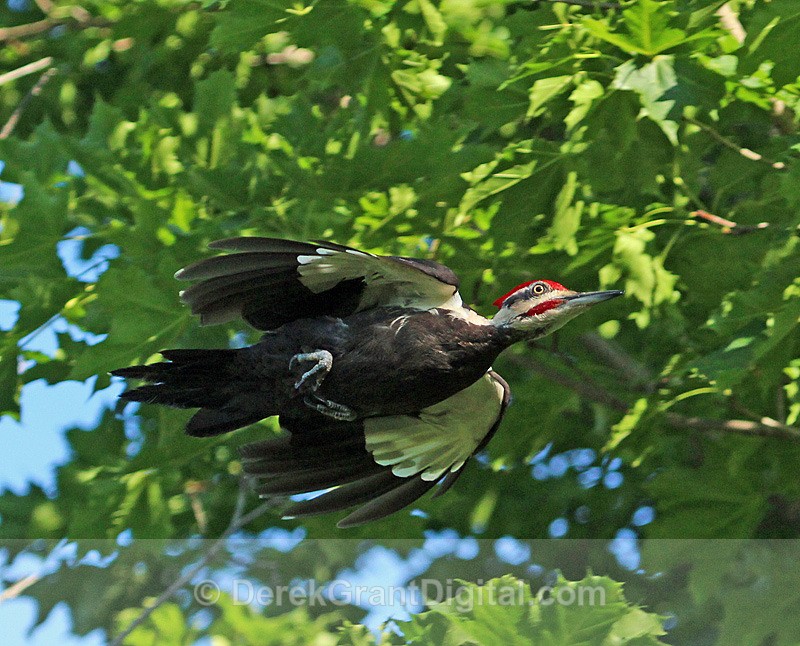 Pileated Woodpecker in Flight - 2 - Birds of Atlantic Canada