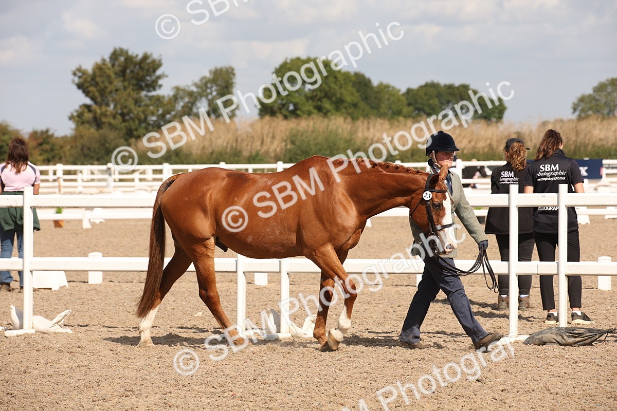 SBM_03381 - Class 18 Handsomest Gelding (IH or Ridden)