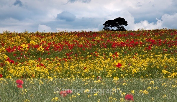 Poppies & Oil Seed Rape. - Yorkshire Countryside