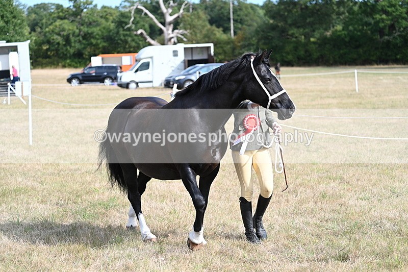 WJ7_8043 - In-hand Championship
