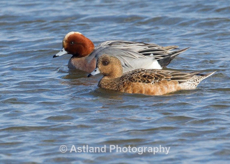 Astland Photography, Bird and Wildlife Images, Susan and Peter Wilson, U.K.