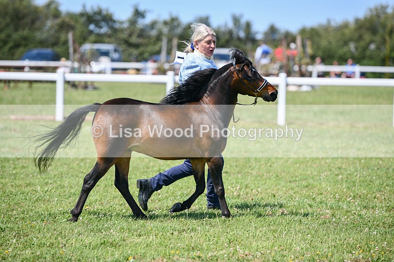 DSC_7198 - Class 61: Miniature Horse 4yrs & over