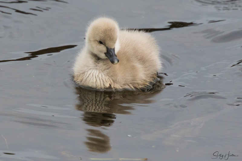 Cygnets 2