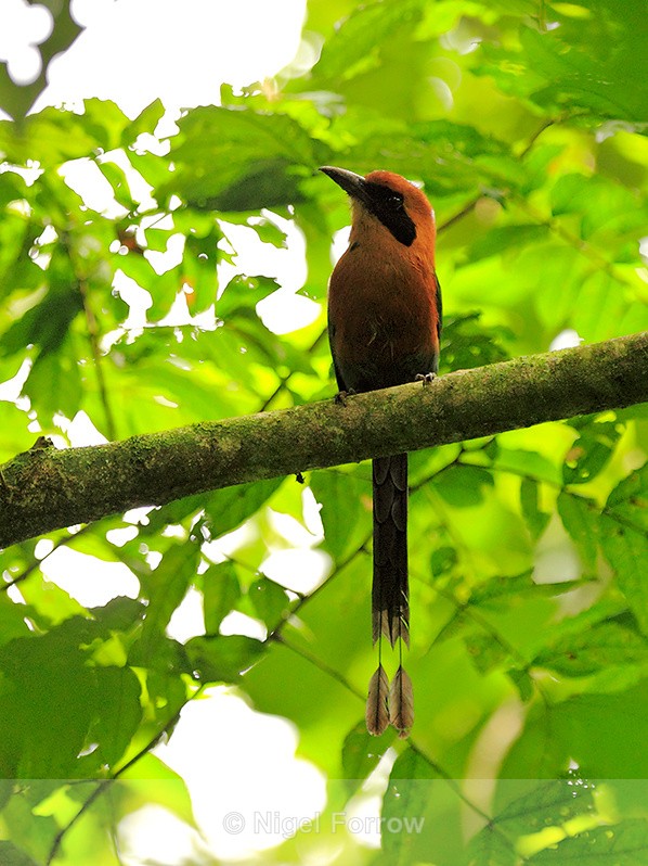 Rufous Motmot perched high in the forest canopy at Leaves and Lizards - Rufous Motmot