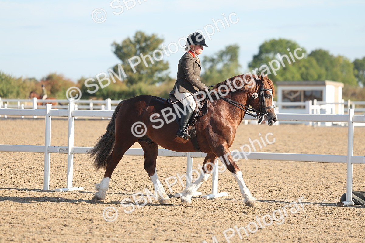 SBM_10954 - Class 302 - Ridden M&M Large Breeds