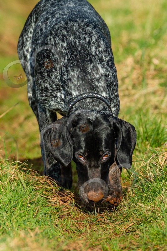 German Shorthaired Pointer-4201 - Pet Photography