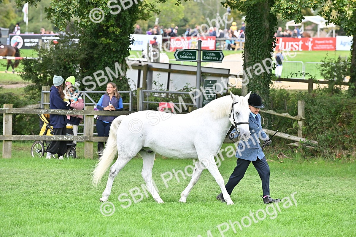 SBM_63286 - S49 - Mountain & Moorland In Hand Large Breeds