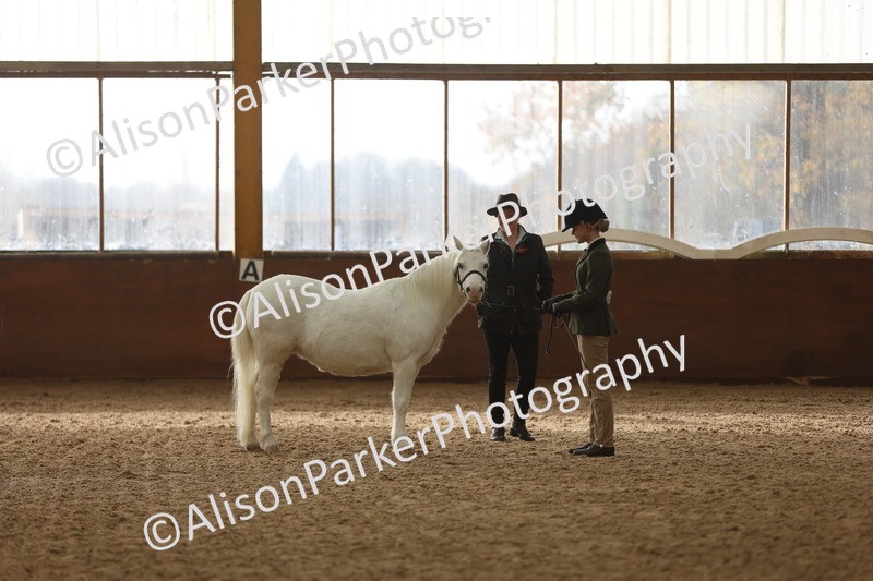 20251109-0556 - Class 21 - Mares 4 Years and over