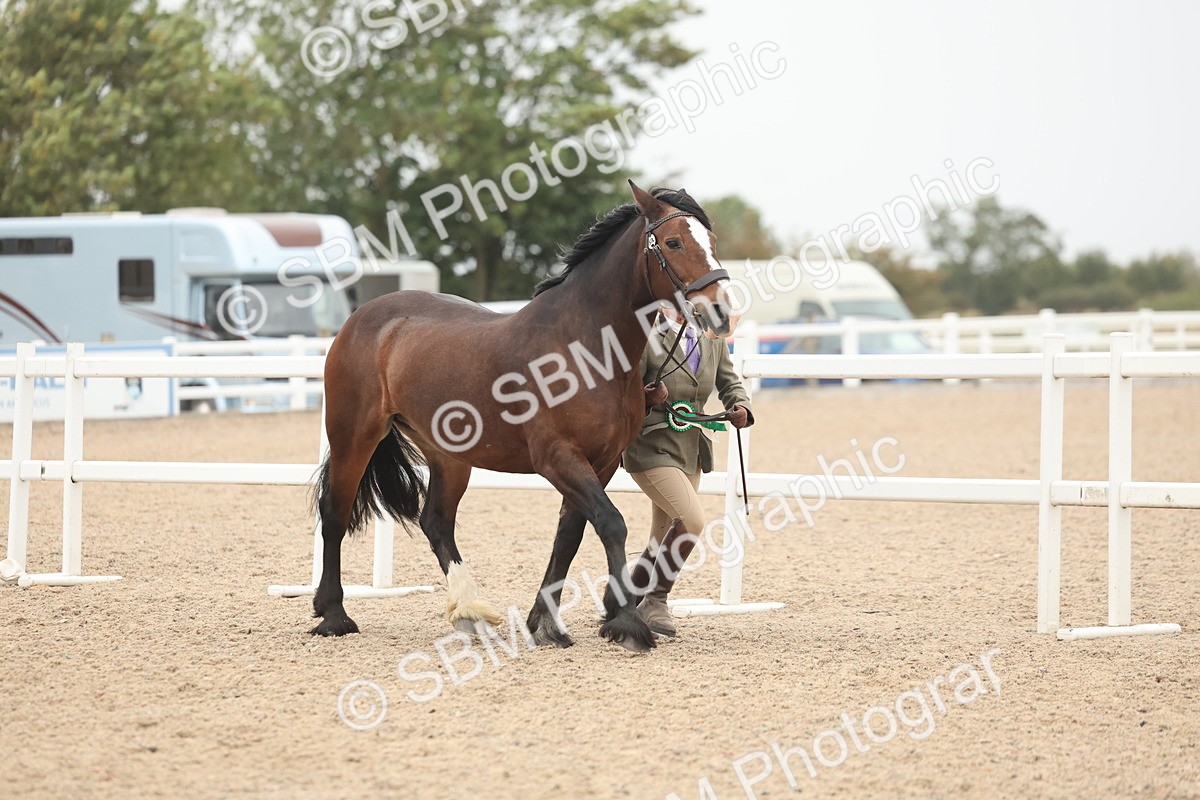 SBM_19922 - Class 318 - IH Part Bred Horse-Pony