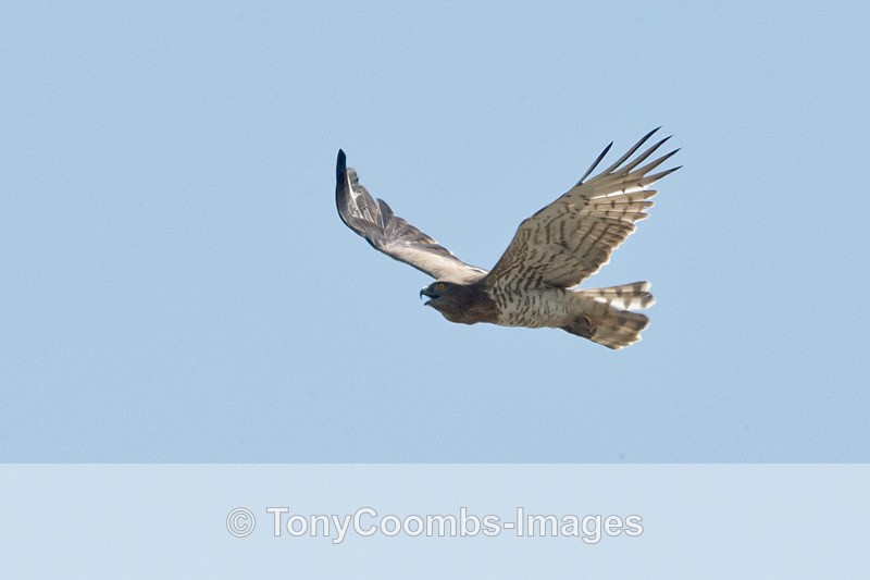 Short-toed Snake Eagle - Turkey