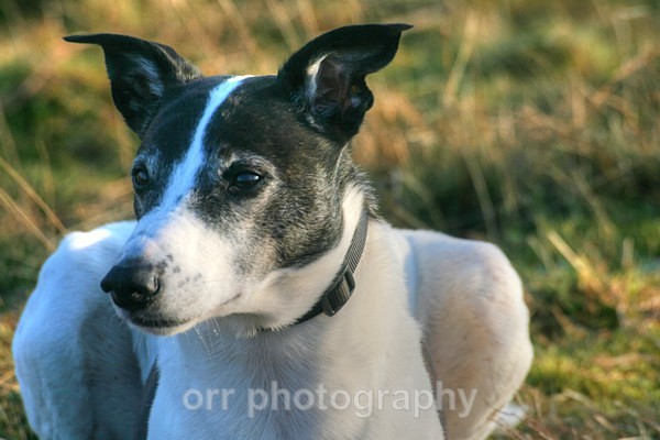 Seamus - Dogs