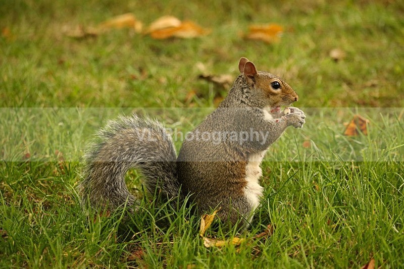 A Squirrel 3 - Animals and Birds