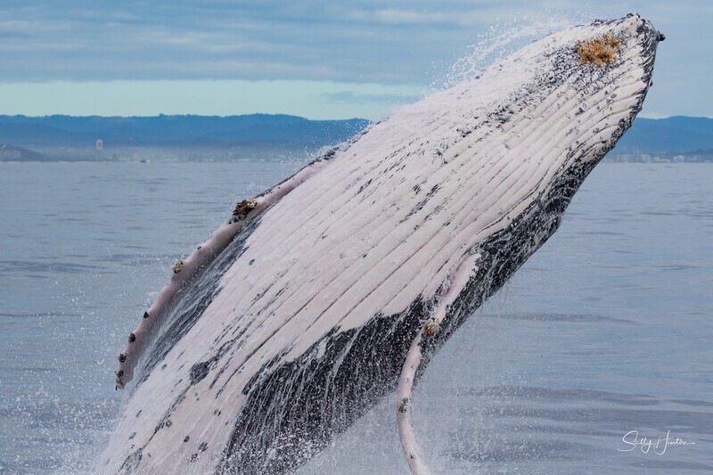 0A3A6177. Breach in Glassy Water 5 - 2023 Whale Photos