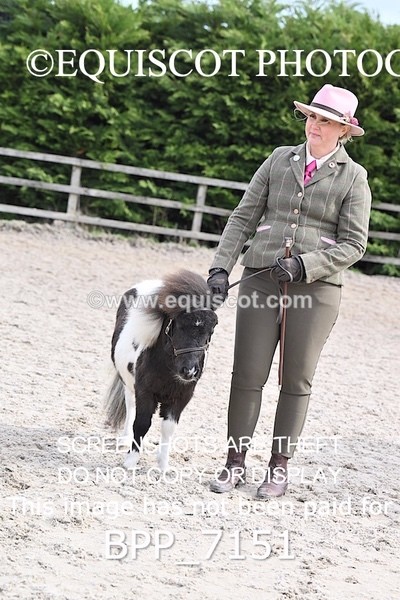 BPP_7151 - RING 1  (RIDDEN HORSES / IN HAND / VETERAN ETC)