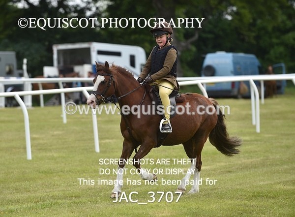 JAC_3707 - 75CM WORKING HUNTER