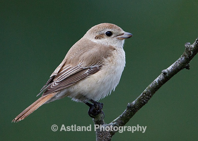 Astland Photography, Bird and Wildlife Images, Susan and Peter Wilson, U.K.