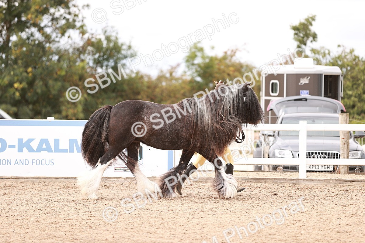 SBM_16288 - Class 413 - Best Condition - Adult