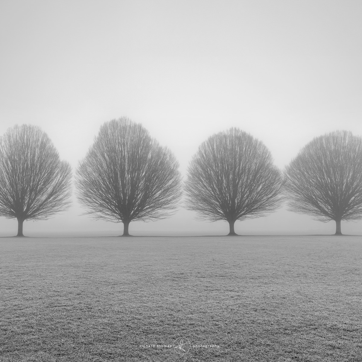 Fastigiata Four - Fastigiata