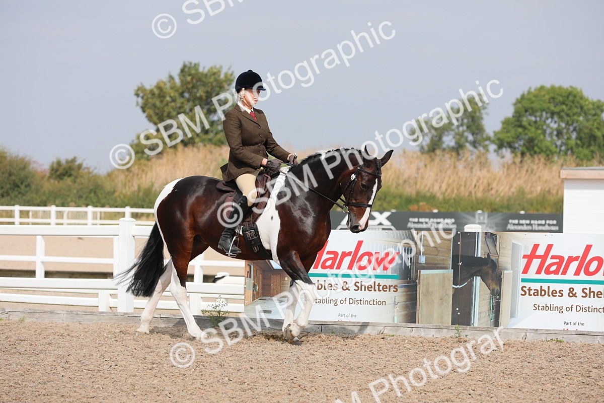 SBM_13330 - Class 308 Ridden Coloured Horse